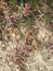 Astragalus monspessulanus plant close up