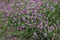 Astragalus onobrychis - wild flower