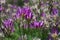 Astragalus onobrychis - wild flower