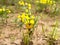 Astragalus saralinsky (lat.Astragalus saralensis) blooms on sandy soil in their natural environment