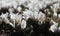 Astragalus scaberrimus Bunge bloom in spring