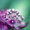 Astrantia close-up