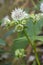 Astrantia flower