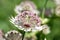 Astrantia flower