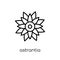 Astrantia icon. Trendy modern flat linear vector Astrantia icon