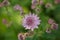 Astrantia major flower macro photography on a green background.