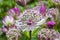 Astrantia major `Rubra`