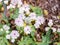 Astrantia major Sunningdale variegated in botany in Poland, Europe