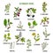 Astringent herbs. Hand drawn set of medicinal plants
