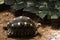 Astrochelys radiata Radiated Tortoise . Turtles on Mauritius.