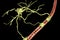 Astrocyte and blood vessel