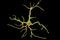Astrocyte, a brain glial cell