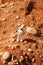 Astronaut exploring mars, concept