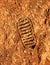 Astronaut footprint on red Martian soil