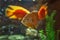 Astronotus. Fish from the Amazon basin. Aquariums as a hobby. Aquarium fish on a dark background