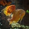 Astronotus. Fish from the Amazon basin. Aquariums as a hobby. Aquarium fish on a dark background