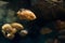 Astronotus ocellatus or Tiger - big freshwater fish, South American cichlid