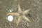 Astropecten sea star