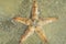 Astropecten sea star