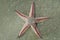 Astropecten sea star