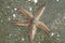 Astropecten sea star