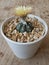 Astrophytum asterias cactus with beautiful flower closeup