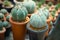 Astrophytum asterias cactus in flower pot