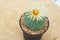 Astrophytum asterias cactus with flower in pot on orange stone f
