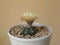 Astrophytum asterias cactus with a yellow with red bases flower potted in a beautiful decorative ceramic planter isolated