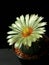 Astrophytum asterias flower.