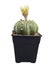 Astrophytum asterias nudum with flower, Star cactus in pot isolated on white background with clipping path