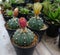 Astrophytum asterias red flower rare cactus