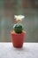 Astrophytum asterias or Sand dollar cactus