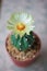 Astrophytum asterias or Sand dollar cactus flower