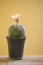 Astrophytum asterias or Sand dollar cactus with flower