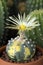 Astrophytum asterias variegated with yellow flower