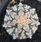 astrophytum asterius vtypes rare exotic cactus