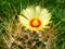 Astrophytum capricorne cactus with yellow flower