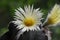 astrophytum myriostigma, cactus blooming yellow flowers, closeup, a blooming cactus