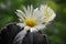 astrophytum myriostigma, cactus blooming yellow flowers, closeup, a blooming cactus