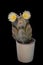 astrophytum myriostigma, cactus blooming yellow flowers, closeup, a blooming cactus in a pot