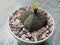 Astrophytum Myriostigma quadricostatum cactus flowering closeup