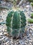 Astrophytum ornatum, the bishop cap or monk hood cactus