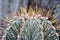 Astrophytum Ornatum, The Botanical Garden of Rome Museo Orto Botanico di Roma