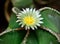 Astrophytum ornatum, cactus blooming with a yellow flower in the spring collection, Ukraine