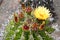 Astrophytum ornatum cactus flower