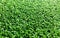 Astroturf much appreciated by manufacturers less appreciated by