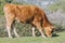 Asturian breed cow grazing in the bush