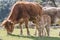 Asturian breed cow grazing with her calf in the bush