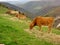 Asturian cows eating green plants